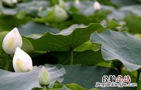 莲藕种植的环境要求有哪些 莲藕种植的环境要求