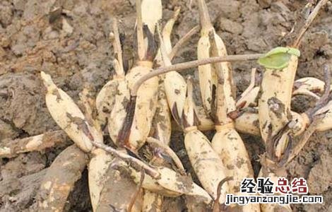 莲藕种植的环境要求有哪些 莲藕种植的环境要求