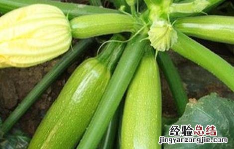 西葫芦落花落果的原因及防治技巧 西葫芦落花落果怎么办
