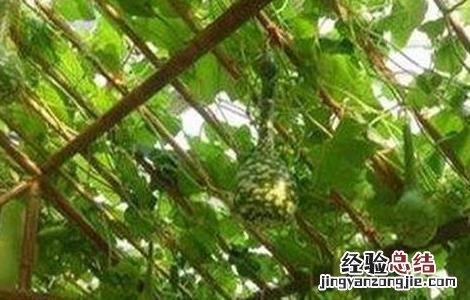 西葫芦落花落果的原因及防治技巧 西葫芦落花落果怎么办
