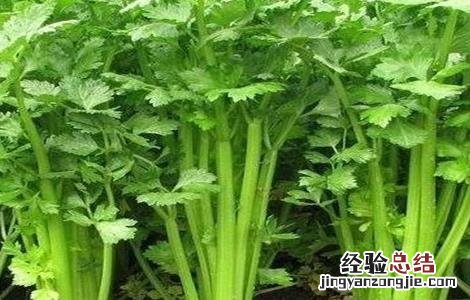 芹菜死苗到底是啥原因? 芹菜死苗怎么办