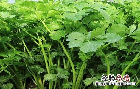 芹菜死苗到底是啥原因? 芹菜死苗怎么办