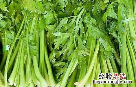 芹菜死苗到底是啥原因? 芹菜死苗怎么办