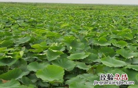 莲藕采收时的注意事项有哪些 莲藕采收时的注意事项