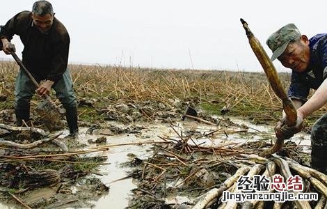 莲藕采收时的注意事项有哪些 莲藕采收时的注意事项