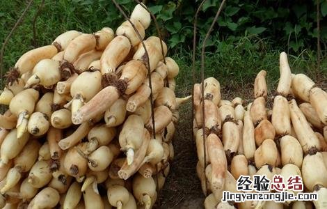 莲藕采收时的注意事项有哪些 莲藕采收时的注意事项
