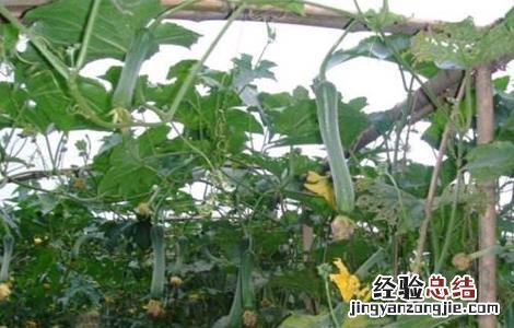 丝瓜无土栽培技术 丝瓜无土栽培技术视频