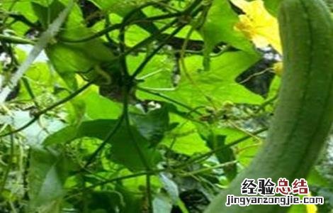 丝瓜无土栽培技术 丝瓜无土栽培技术视频