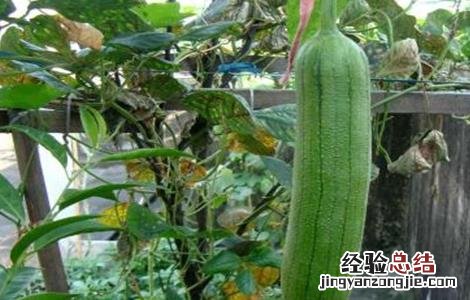丝瓜无土栽培技术 丝瓜无土栽培技术视频