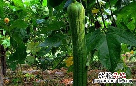 丝瓜无土栽培技术 丝瓜无土栽培技术视频
