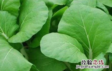有机蔬菜的種植技術有什么 有机蔬菜的種植技術