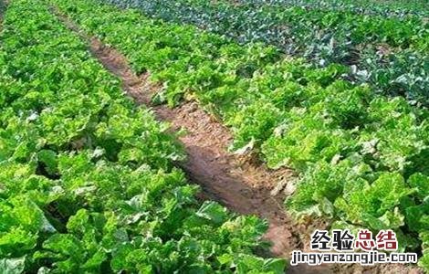 有机蔬菜的種植技術有什么 有机蔬菜的種植技術