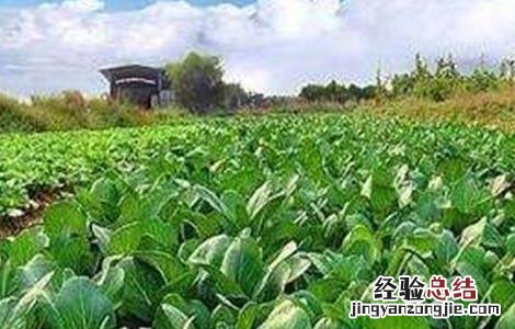 有机蔬菜的種植技術有什么 有机蔬菜的種植技術