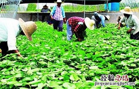 有机蔬菜的種植技術有什么 有机蔬菜的種植技術