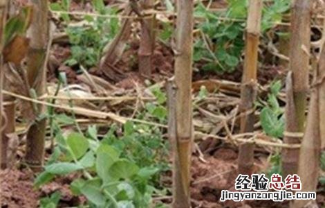 荷兰豆常见的病虫害防治方法有哪些 荷兰豆常见的病虫害防治方法