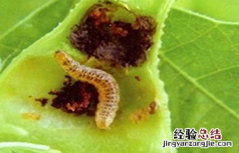 荷兰豆常见的病虫害防治方法有哪些 荷兰豆常见的病虫害防治方法