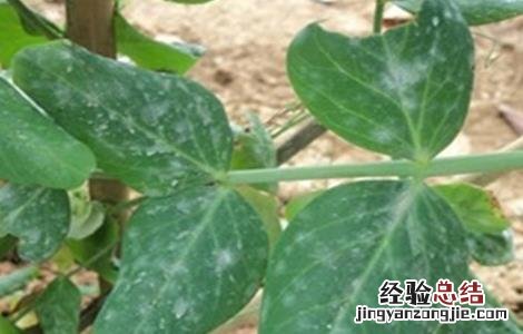 荷兰豆常见的病虫害防治方法有哪些 荷兰豆常见的病虫害防治方法