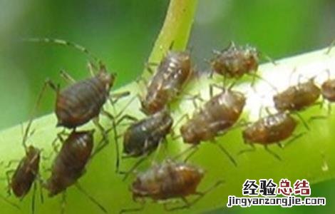 荷兰豆常见的病虫害防治方法有哪些 荷兰豆常见的病虫害防治方法