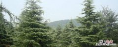 雪松産地 雪松産地和药用价值