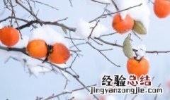 怎么暖柿子又脆又甜 怎么暖柿子又脆又甜又好吃