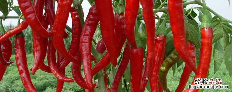 辣椒产地 中国辣椒产地排名