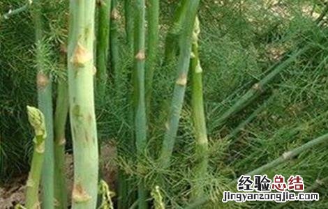 芦笋异常生长情况防治 芦笋异常生长情况防治方案