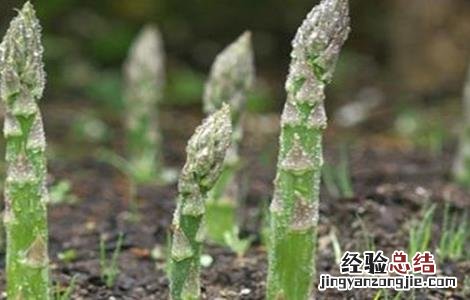 芦笋异常生长情况防治 芦笋异常生长情况防治方案