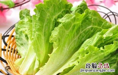 生菜如何定植 生菜怎么定植才能高产