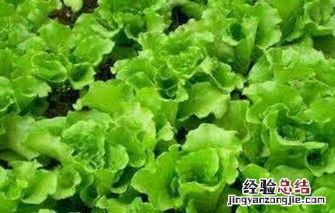 生菜如何定植 生菜怎么定植才能高产