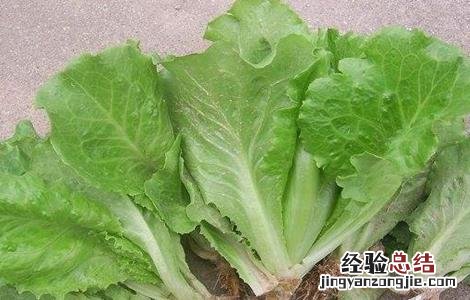 生菜如何定植 生菜怎么定植才能高产
