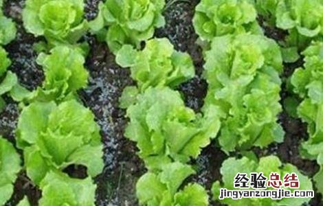生菜如何定植 生菜怎么定植才能高产