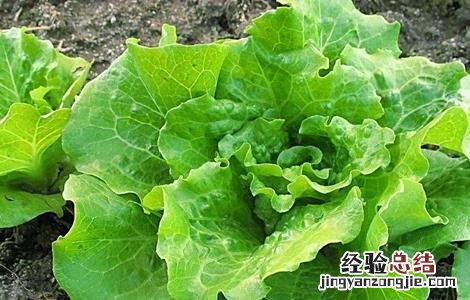生菜如何定植 生菜怎么定植才能高产