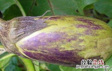 番茄着色不良的原因 茄子着色不良的原因