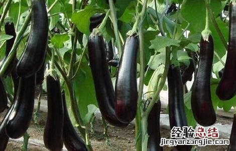 番茄着色不良的原因 茄子着色不良的原因