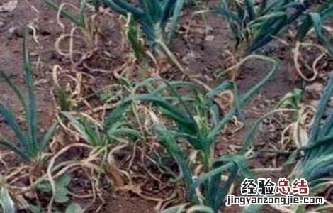 洋葱的主要病害有哪些 洋葱主要有什么病害