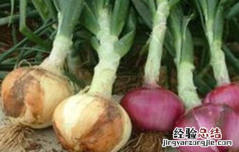 洋葱的主要病害有哪些 洋葱主要有什么病害