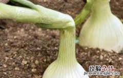 洋葱的主要病害有哪些 洋葱主要有什么病害