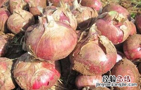 洋葱生长过旺 洋葱生长异常的原因