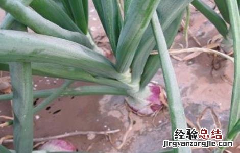 洋葱生长过旺 洋葱生长异常的原因