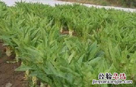 莴笋裂茎的防治 莴笋裂茎的防治措施