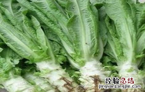 莴笋裂茎的防治 莴笋裂茎的防治措施