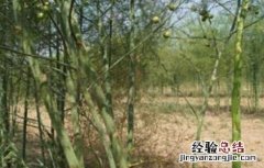 芦笋常见病虫害防治 芦笋的常见病虫害