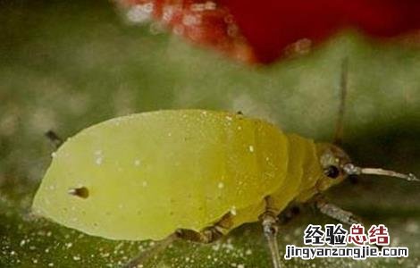 芦笋常见病虫害防治 芦笋的常见病虫害