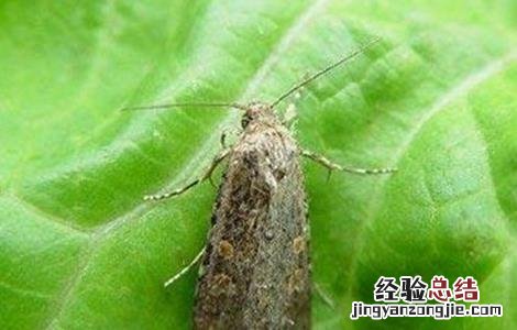 芦笋常见病虫害防治 芦笋的常见病虫害