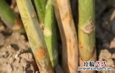 芦笋常见病虫害防治 芦笋的常见病虫害