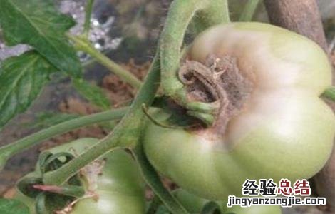 西红柿容易出现的病害有哪些 西红柿容易出现的病害