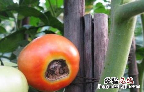 西红柿容易出现的病害有哪些 西红柿容易出现的病害