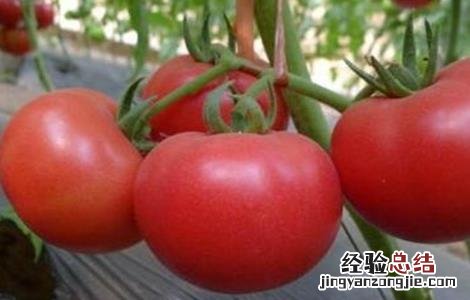 西红柿容易出现的病害有哪些 西红柿容易出现的病害