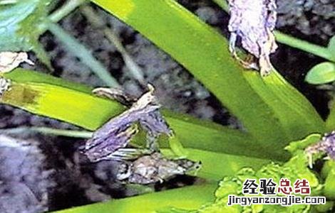 茼蒿的病虫害防治 茼蒿常见病虫害防治方法