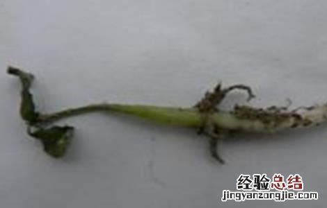 茼蒿的病虫害防治 茼蒿常见病虫害防治方法